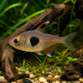 Hyphessobrycon eques - Tetra Fish for Sale UK — tropical fish for sale UK — AI natural aquarium view