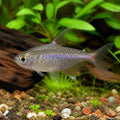 Hyphessobrycon sp. peru — tropical fish for sale UK — AI natural aquarium view