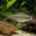 Hyphessobrycon wadai — tropical fish for sale UK — AI natural aquarium view