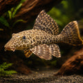  — tropical fish for sale UK — AI hero driftwood view