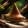Hyriopsis Bialatus — Mussels and Clams for sale UK — AI hero driftwood view