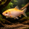 Ide / Golden Orfe — tropical fish for sale UK — AI hero driftwood view