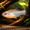 Ilyodon xantusi 4 - — tropical fish for sale UK — AI hero driftwood view