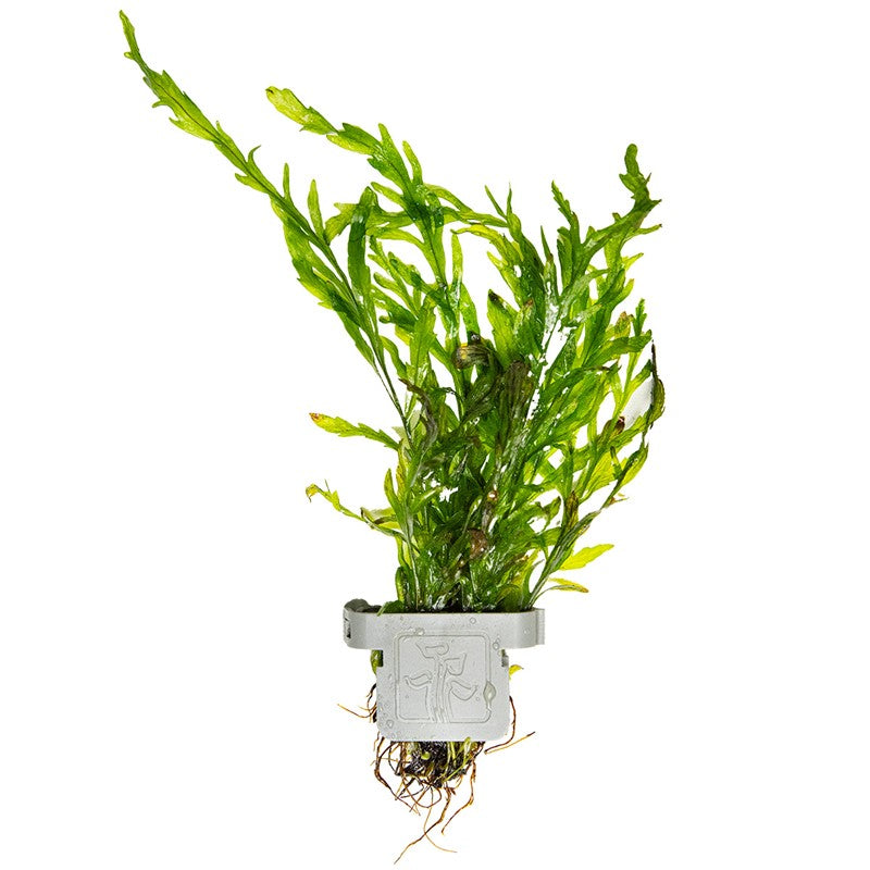 Tropica Bolbitis heudelotii Aquarium Plant Clip for planted aquarium