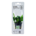 Tropica Anubias barteri nana Potted Aquarium Plant for planted aquarium