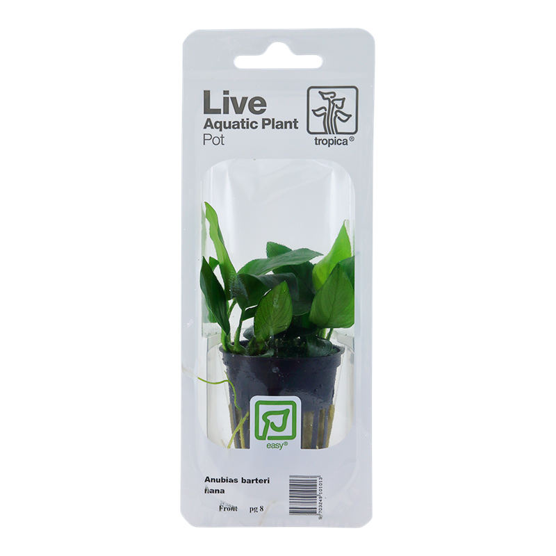 Tropica Anubias barteri nana Potted Aquarium Plant for planted aquarium