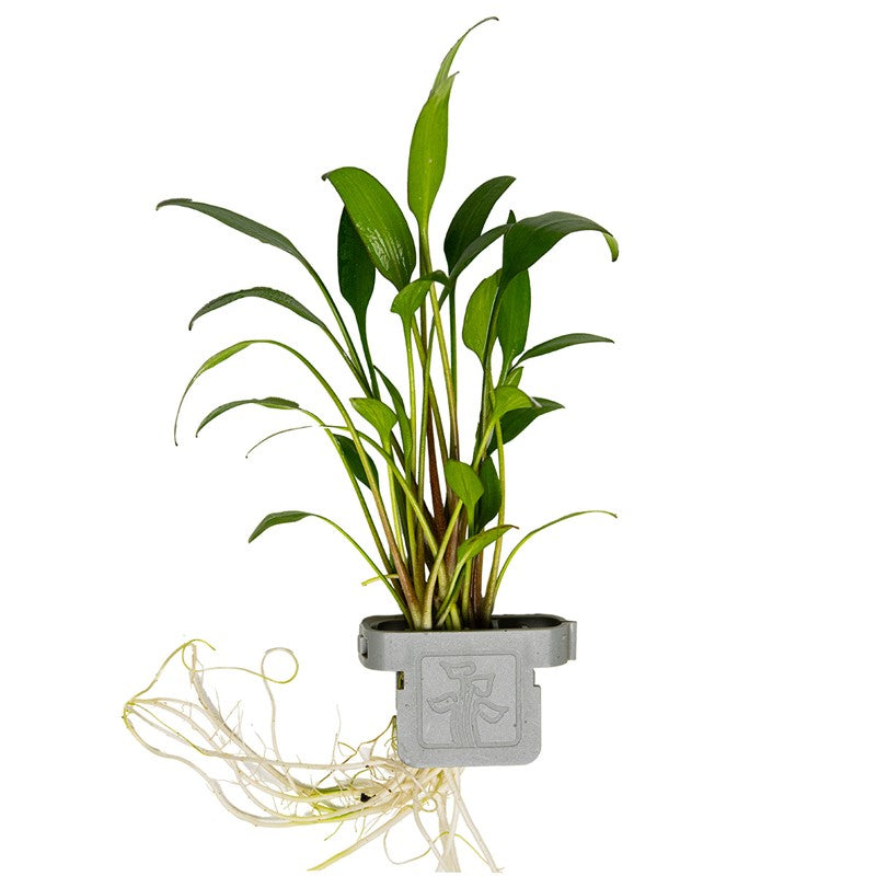 Tropica Cryptocoryne x willisii Aquarium Plant Clip for planted aquarium