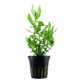Tropica Hygrophila polysperma Potted Aquarium Plant for planted aquarium
