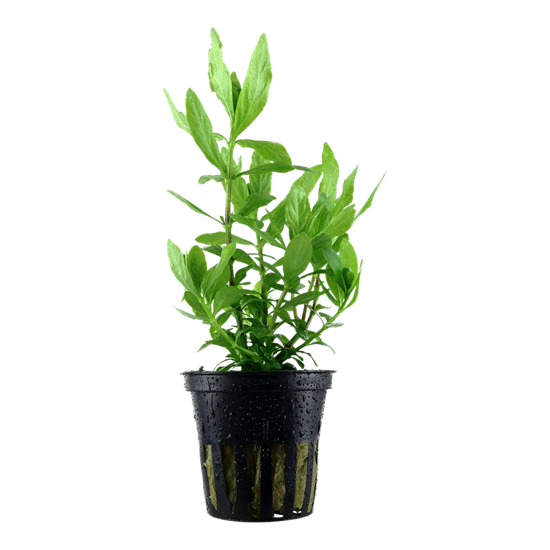 Tropica Hygrophila polysperma Potted Aquarium Plant for planted aquarium