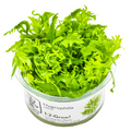Tropica Hygrophila odora 1-2-Grow Tissue Culture for planted aquarium