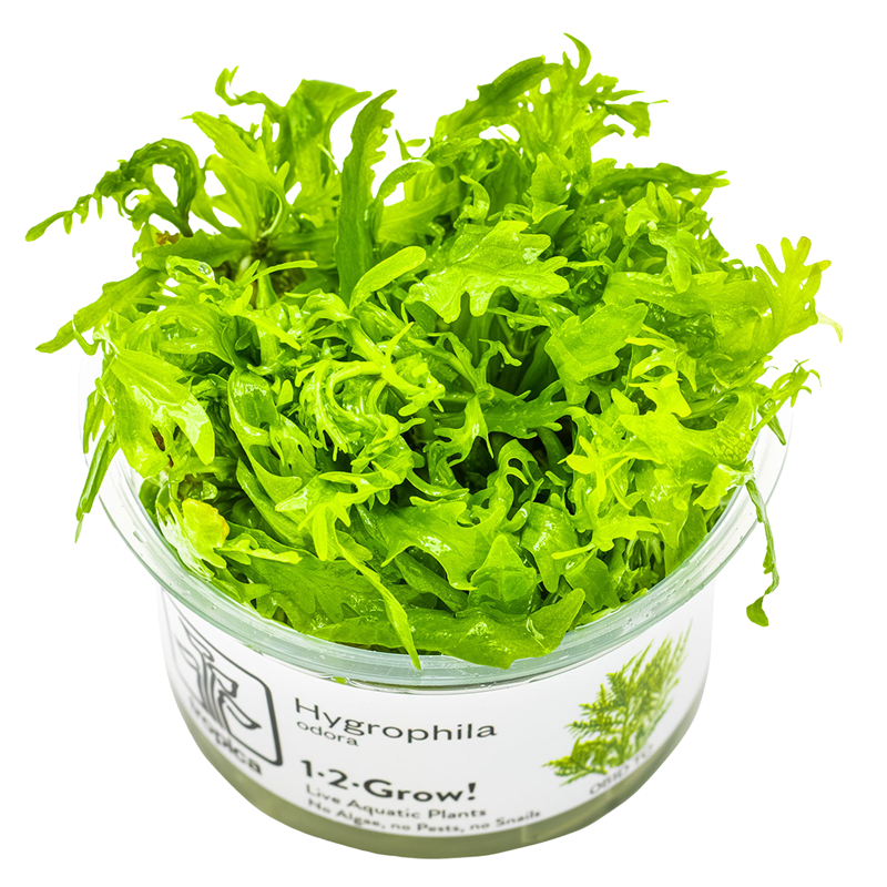 Tropica Hygrophila odora 1-2-Grow Tissue Culture for planted aquarium