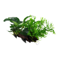 Tropica Microsorum sp. XL Aquarium Plant on Wood for planted aquarium