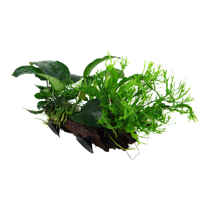 Tropica Microsorum sp. XL Aquarium Plant on Wood for planted aquarium