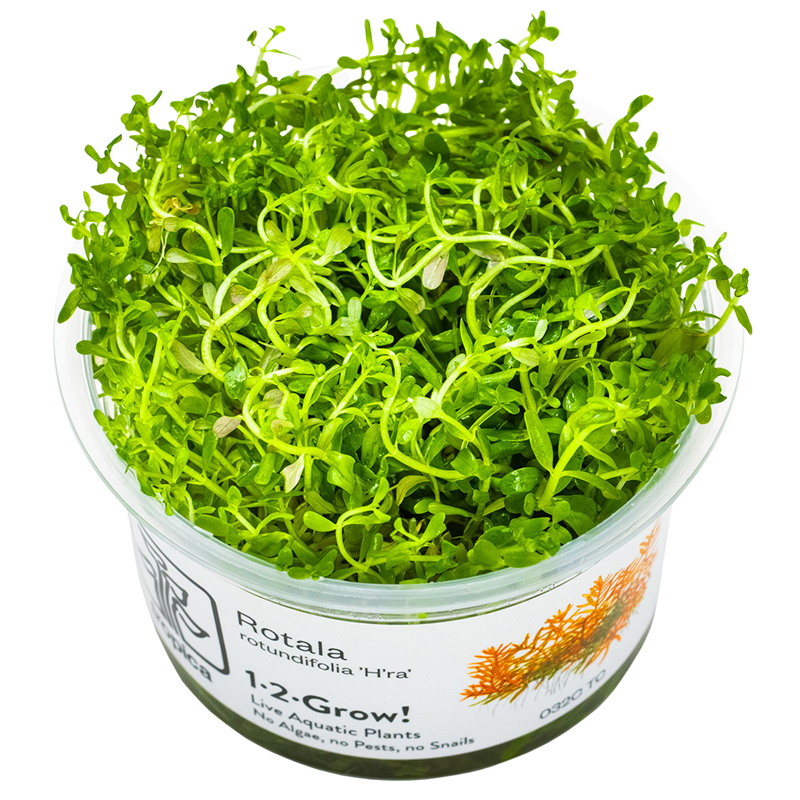 Tropica Rotala rotundifolia 'H'ra' 1-2-Grow Tissue Culture for planted aquarium