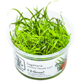 Tropica Sagittaria subulata 'Needle Leaf' 1-2-Grow Tissue Culture for planted aquarium