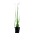 Tropica Eleocharis montevidensis Potted Aquarium Plant for planted aquarium