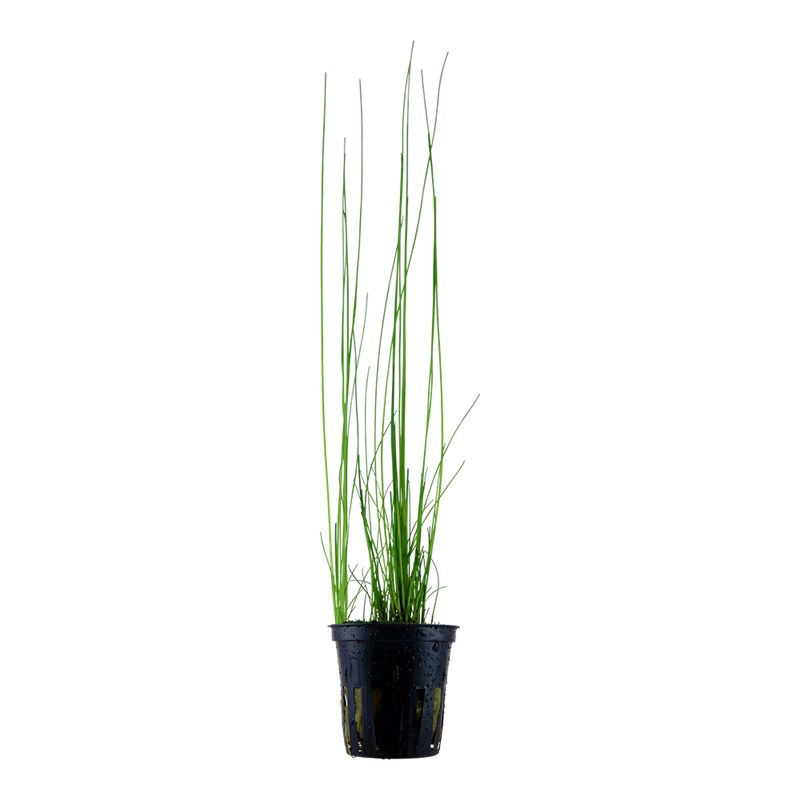 Tropica Eleocharis montevidensis Potted Aquarium Plant for planted aquarium
