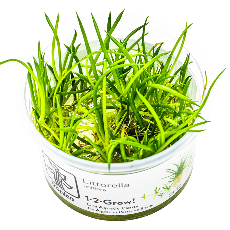 Tropica Littorella uniflora 1-2-Grow Tissue Culture for planted aquarium