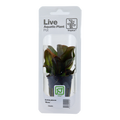 Tropica Echinodorus 'Reni' Potted Aquarium Plant for planted aquarium