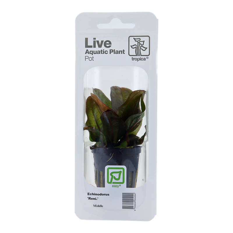 Tropica Echinodorus 'Reni' Potted Aquarium Plant for planted aquarium