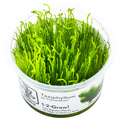 Tropica Taxiphyllum sp. ’Flame Moss’ 1-2-Grow Tissue Culture for planted aquarium
