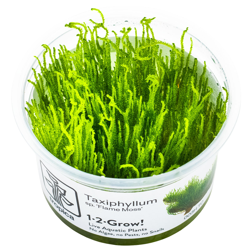 Tropica Taxiphyllum sp. ’Flame Moss’ 1-2-Grow Tissue Culture for planted aquarium