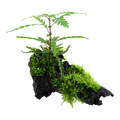 Tropica Hygrophila pinnatifida & moss Aquarium Plant on Wood for planted aquarium