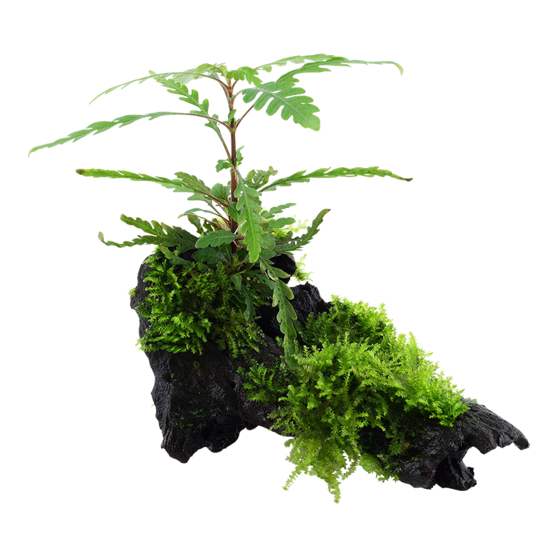 Tropica Hygrophila pinnatifida & moss Aquarium Plant on Wood for planted aquarium