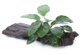 Tropica Anubias barteri nana Aquarium Plant on Wood for planted aquarium