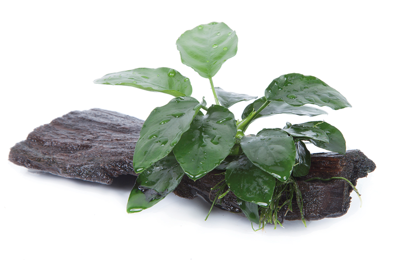 Tropica Anubias barteri nana Aquarium Plant on Wood for planted aquarium