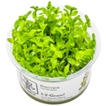Tropica Bacopa caroliniana 1-2-Grow Tissue Culture for planted aquarium