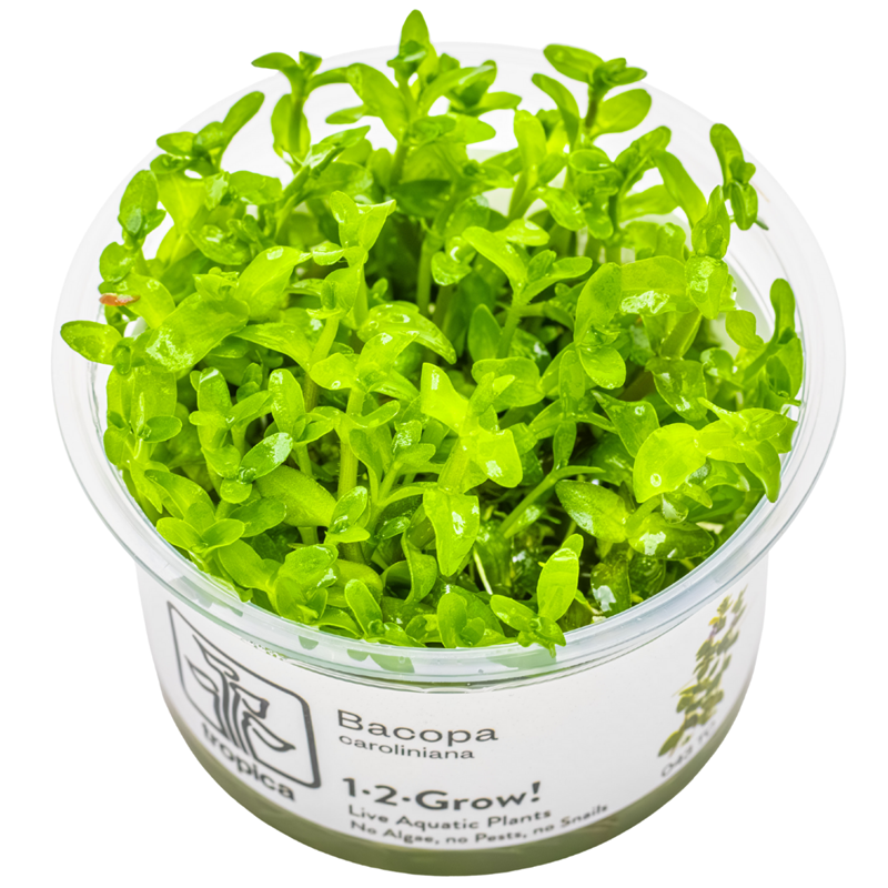 Tropica Bacopa caroliniana 1-2-Grow Tissue Culture for planted aquarium