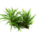 Tropica Microsorum pteropus XL Aquarium Plant on Wood for planted aquarium