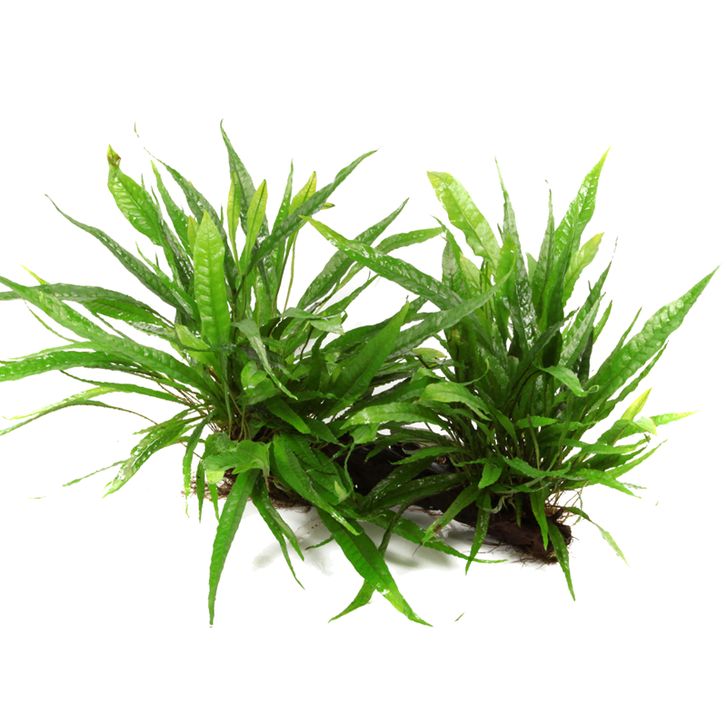 Tropica Microsorum pteropus XL Aquarium Plant on Wood for planted aquarium