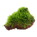 Tropica Taxiphyllum barbieri 'Bogor Moss' Aquarium Plant on Rock for planted aquarium