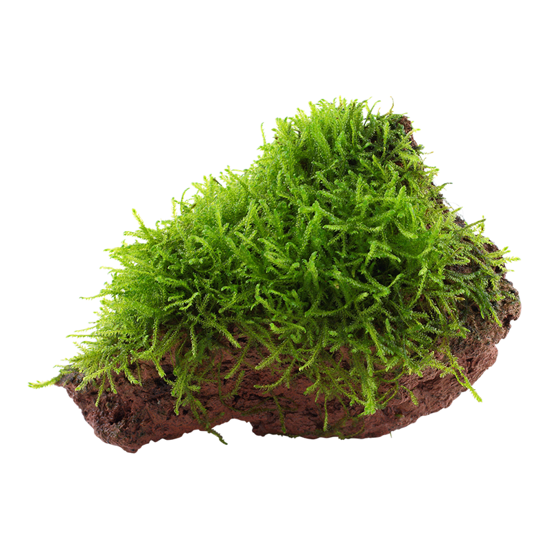 Tropica Taxiphyllum barbieri 'Bogor Moss' Aquarium Plant on Rock for planted aquarium