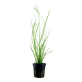 Tropica Cyperus helferi Potted Aquarium Plant for planted aquarium
