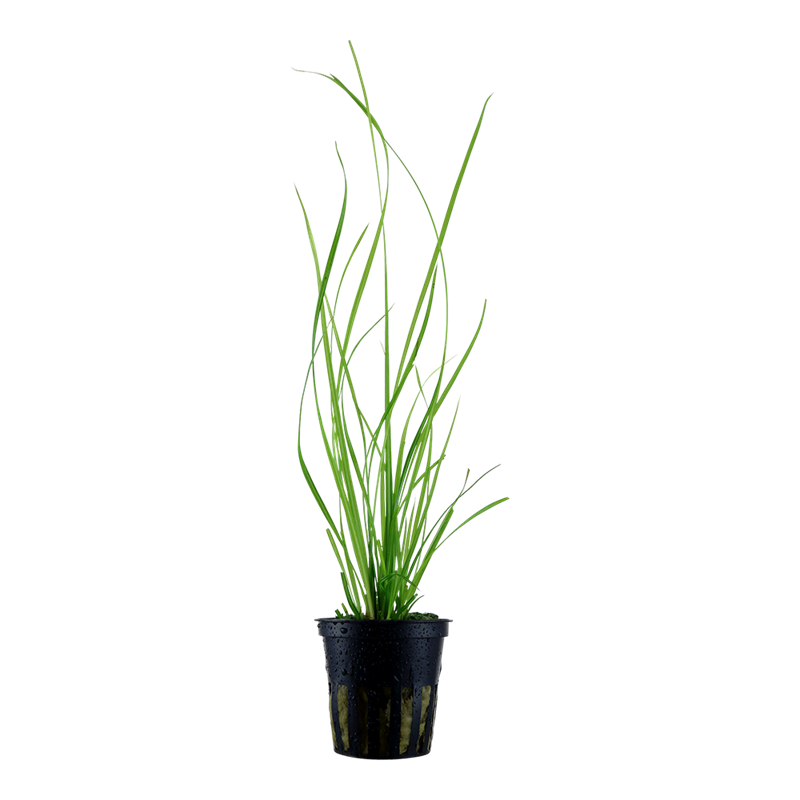Tropica Cyperus helferi Potted Aquarium Plant for planted aquarium