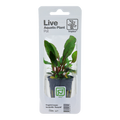 Tropica Cryptocoryne beckettii 'Petchii' Potted Aquarium Plant for planted aquarium