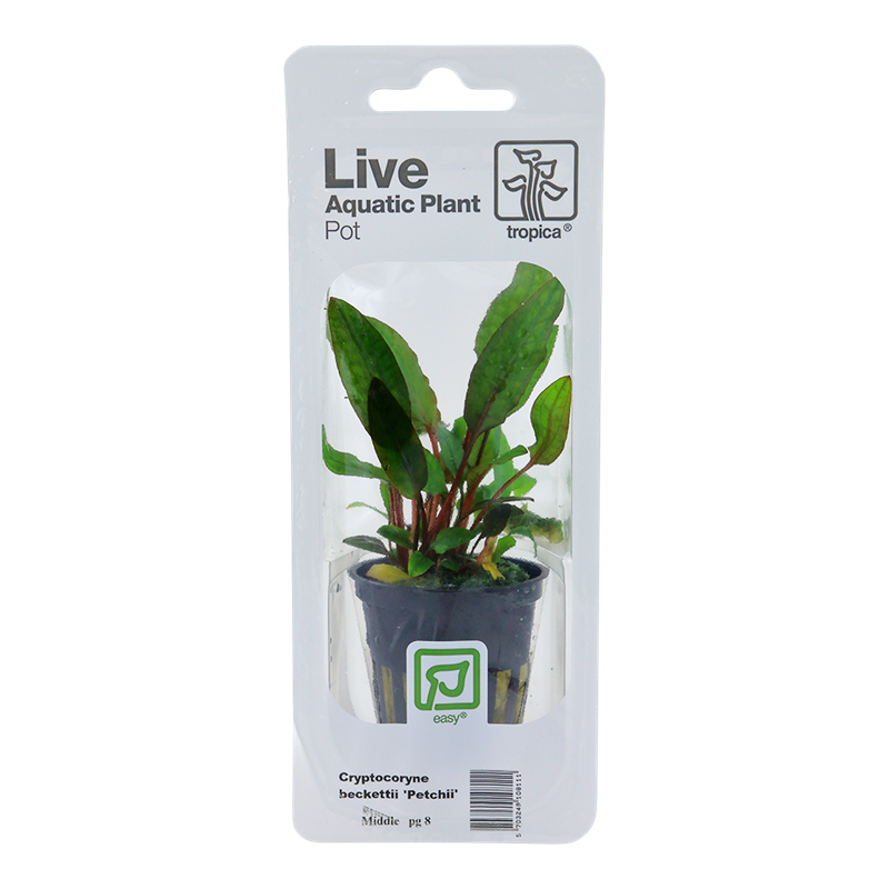 Tropica Cryptocoryne beckettii 'Petchii' Potted Aquarium Plant for planted aquarium