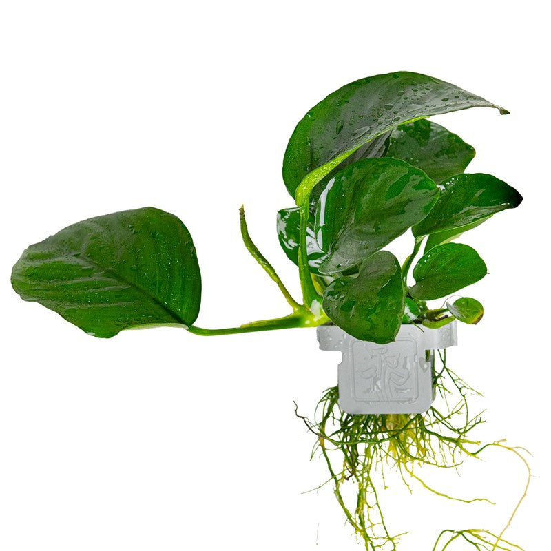 Tropica Anubias barteri caladiifolia Aquarium Plant Clip for planted aquarium