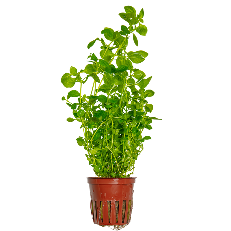 Tropica Ludwigia palustris 'Green' Potted Aquarium Plant for planted aquarium