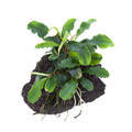 Tropica Bucephalandra pygmaea 'Bukit Kelam' Aquarium Plant on Rock for planted aquarium