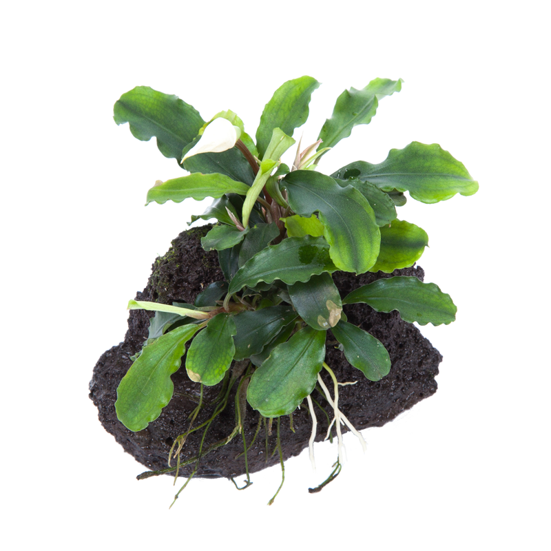 Tropica Bucephalandra pygmaea 'Bukit Kelam' Aquarium Plant on Rock for planted aquarium