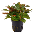 Tropica Ludwigia glandulosa Potted Aquarium Plant for planted aquarium