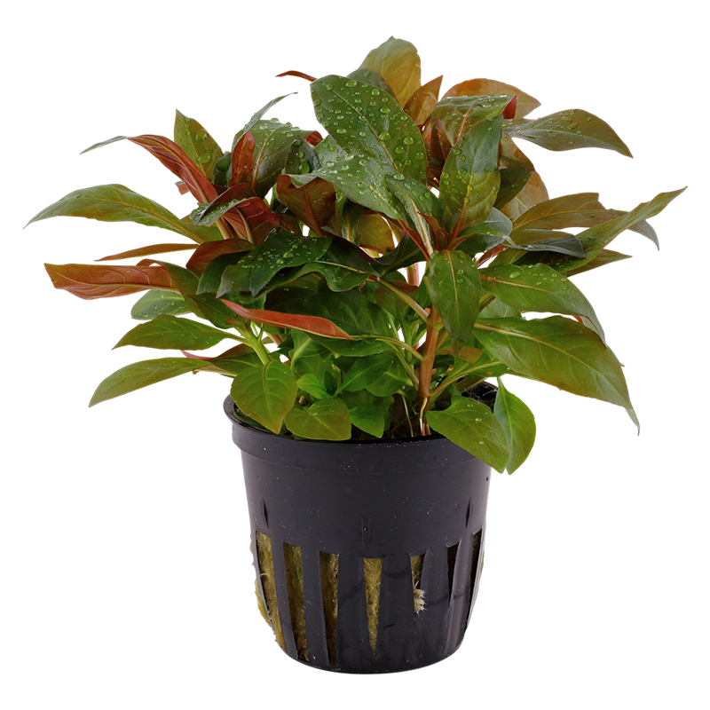 Tropica Ludwigia glandulosa Potted Aquarium Plant for planted aquarium