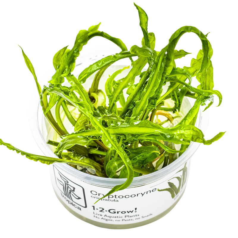 Tropica Cryptocoryne crispatula 1-2-Grow Tissue Culture for planted aquarium