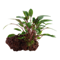 Tropica Cryptocoryne beckettii 'Petchii' Aquarium Plant on Rock for planted aquarium