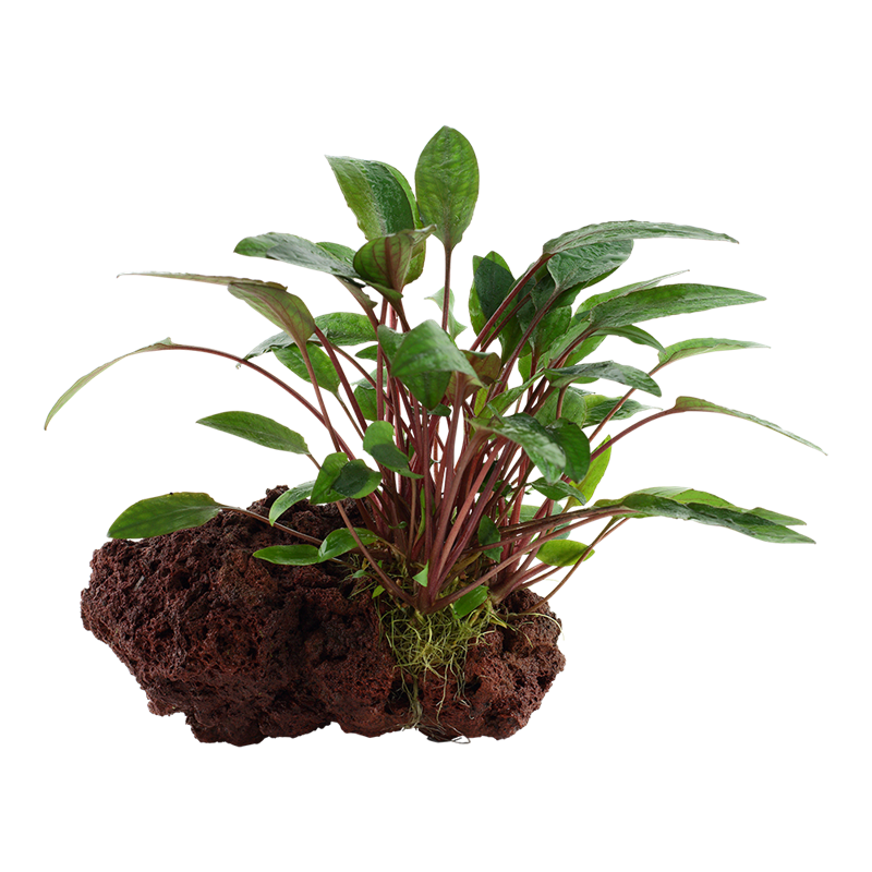 Tropica Cryptocoryne beckettii 'Petchii' Aquarium Plant on Rock for planted aquarium