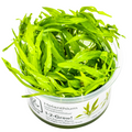 Tropica Helanthium bolivianum 'Quadricostatus' 1-2-Grow Tissue Culture for planted aquarium